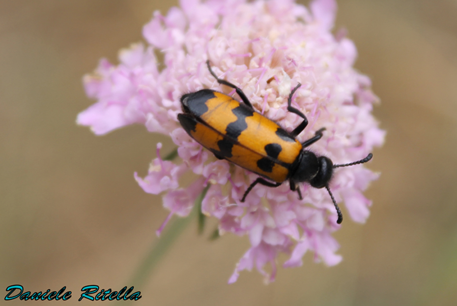 Richiesta identificazione, grazie!